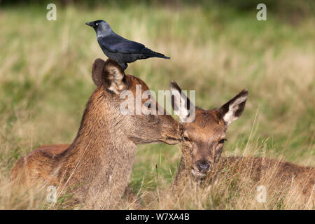 Two red deer hinds (Cervus elaphus) resting, one with a jackdaw (Corvus monedula) on her head, Arran, Scotland, October 2013. The jackdaws remove parasites from the deers' fur and pull out hair for nesting material. Stock Photo