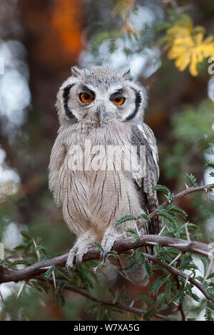 Southern white-faced scops owl (Ptilopsus granti) in acacia tree, Kgalagadi Transfrontier Park, Northern Cape, South Africa, January. Stock Photo