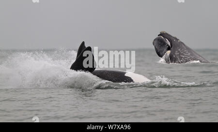 Southern right whales (Eubalaena australis), one breaching (right) the other turned belly-up and showing pectoral fins. Santa Catarina, Brazil, September. Stock Photo