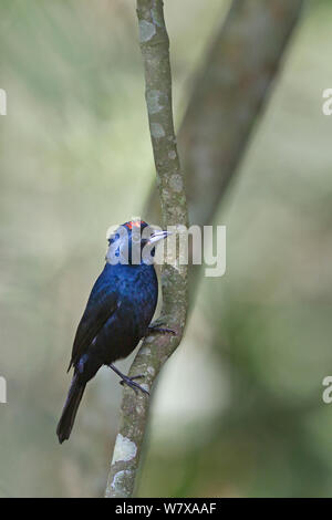 Ruby-crowned tanager (Tachyphonus coronatus) male, Santa Catarina, Brazil, September. Stock Photo