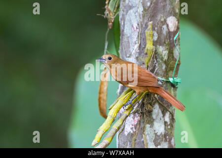 Ruby-crowned tanager (Tachyphonus coronatus), female. Santa Catarina, Brazil, September. Stock Photo