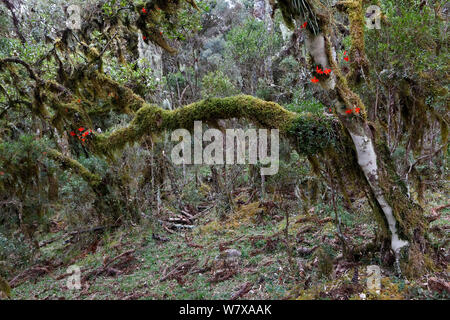 Mosses, lichens and epiphytic orchids (Cattleya sp.) in the undergrowth of a Parana pine (Araucaria angustifolia) forest. Santa Catarina, Brazil, September. Stock Photo