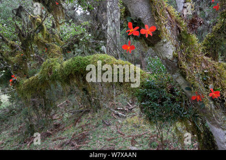 Mosses, lichens and epiphytic orchids (Cattleya sp.) in the undergrowth of a Parana pine (Araucaria angustifolia) forest. Santa Catarina, Brazil, September. Stock Photo