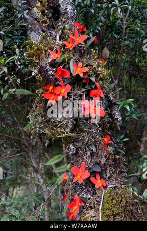 Mosses, lichens and epiphytic orchids (Cattleya sp.) in the undergrowth of a Parana pine (Araucaria angustifolia) forest. Santa Catarina, Brazil, September. Stock Photo