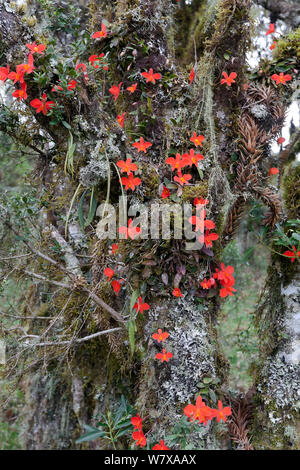 Mosses, lichens and epiphytic orchids (Cattleya sp.) in the undergrowth of a Parana pine (Araucaria angustifolia) forest. Santa Catarina, Brazil, September. Stock Photo