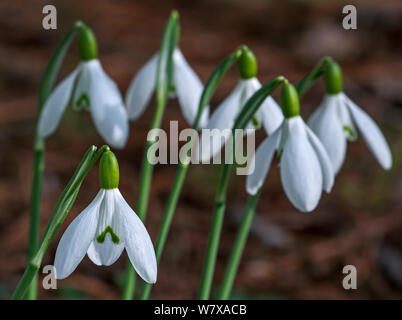 Common snowdrops (Galanthus nivalis) in flower in early spring, UK, February. Stock Photo