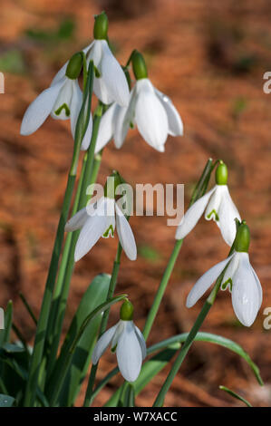Common snowdrops (Galanthus nivalis) in flower in early spring, UK, February. Stock Photo