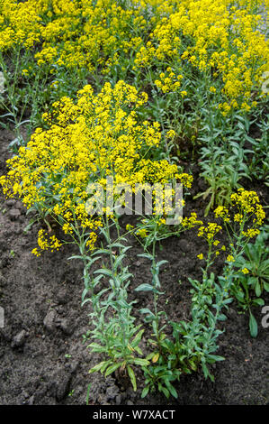 Dyer&#39;s woad / glastum (Isatis tinctoria) in flower, Belgium, April. Stock Photo