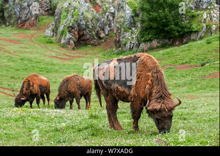 Moulting European bison / wisent (Bison bonasus) grazing, Cabarceno Park, Cantabria, Spain, May. Captive, occurs in Poland, Lithuania, Belarus, Russia, Ukraine, and Slovakia. Stock Photo