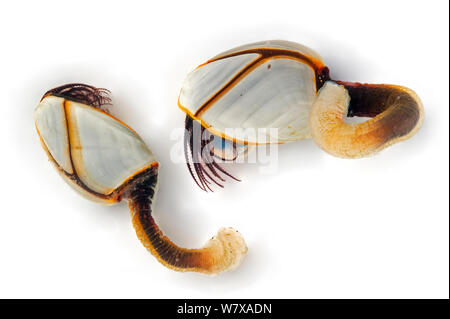Goose barnacles (Lepas anatifera) on white background, Aquitaine, France, May. Stock Photo