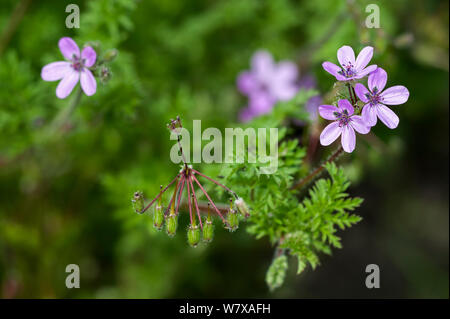 Common storksbill seed Erodium cicutarium Spain Stock Photo - Alamy