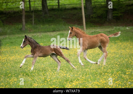 Two newborn warmblood Wurttemberger or Wurttemberg colts running in field. Marbach National Stud, Swabian Alps, near Reutlingen, in Baden-Wurttemberg, Germany, May. Stock Photo
