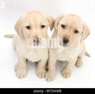 Yellow Labrador Retriever puppies, age 8 weeks. Stock Photo