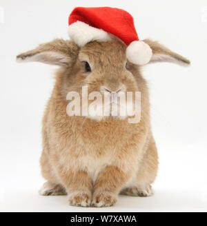 Lop eared rabbit wearing a Santa hat. Stock Photo