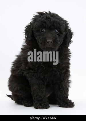 Black toy Labrador x Poodle 'Labradoodle' puppy. Stock Photo