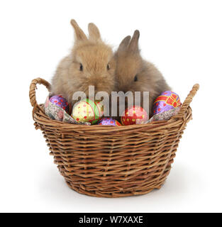 Two baby Lionhead cross rabbits in a wicker basket with easter eggs. Stock Photo