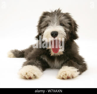 Blue Bearded Collie pup, age 3 months. Stock Photo