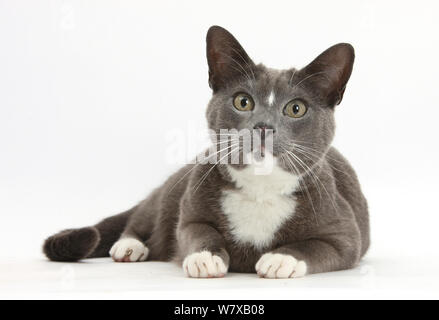 Blue and white Burmese cross cat, lying down and looking up Stock Photo
