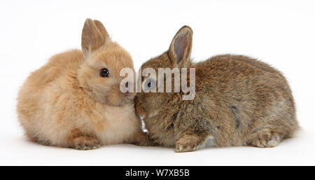 Baby Netherland Dwarf bunnies. Stock Photo