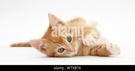 Ginger kitten, Tom, 8 weeks rolling playfully on his side. Stock Photo