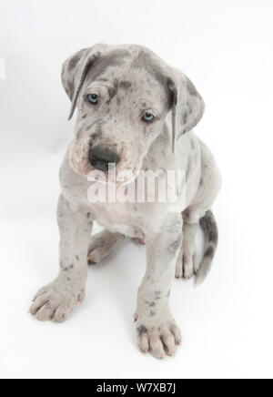 Great Dane puppy sitting and looking up. Stock Photo