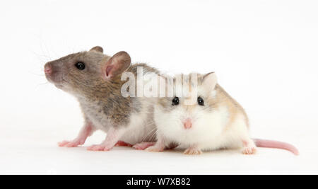 Baby Rex rat with Roborovski Hamster (Phodopus roborovskii). Stock Photo