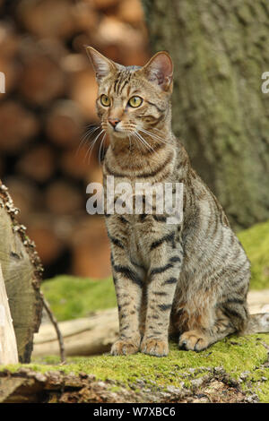 Bengal cats sitting on a fallen tree. Stock Photo