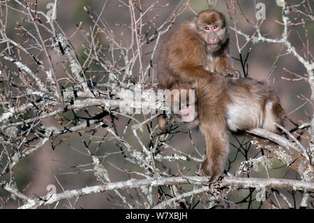 Assamese macaques (Macaca assamensis) grooming in tree, Tawang, Arunachal Pradesh, India. Stock Photo