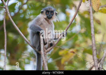 Capped langur (Trachypithecus pileatus), Assam, India. Stock Photo