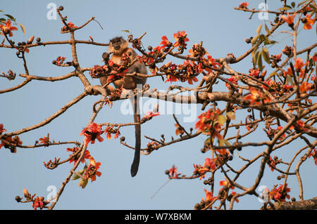 Capped langur (Trachypithecus pileatus) in flowering cotton silk tree (Bombax ceiba), Assam, India. Stock Photo