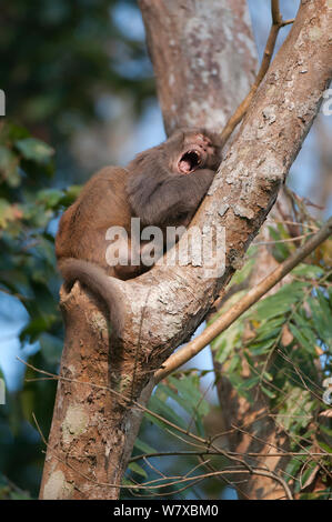 Rhesus macaque (Macaca mulatta) yawning in tree, Assam, India. Stock Photo