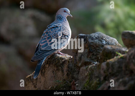 Oriental turtle dove (Streptopelia orientalis), near Zemitang, Arunchal Pradesh, India. Stock Photo