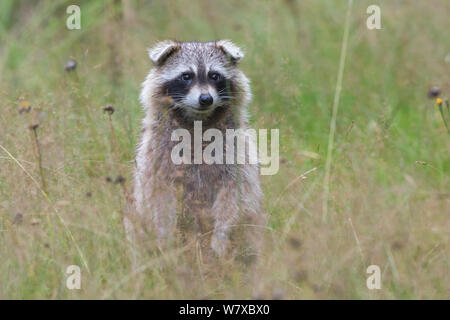 Raccoon (Procyon lotor), Acadia National Park, Maine, USA, August. Stock Photo