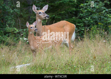 White-tailed deer (Odocoileus virginianus) mother with fawn, Acadia National Park, Maine, USA, August. Stock Photo
