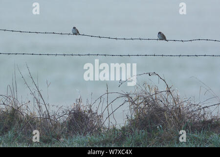 Eurasian tree sparrows (Passer montanus) perched on barbed wire, Vosges, France, March. Stock Photo