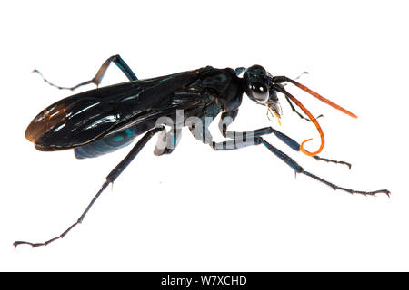 Tarantula hawk wasp (Pepsis sp) Kaw, French Guiana, November. Meetyourneighbours.net project. Stock Photo