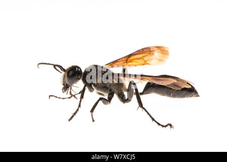 Grass-carrying wasp (Isodontia mexicana) Valbonne, France, August. Meetyourneighbours.net project. Stock Photo