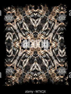 Kaleidoscope pattern formed from picture of Peruvian blonde tarantula (Lasiodora polycuspulatus) - see original image number 01482832 EMBARGOED FOR NAT GEO UNTIL the end of 2015 Stock Photo