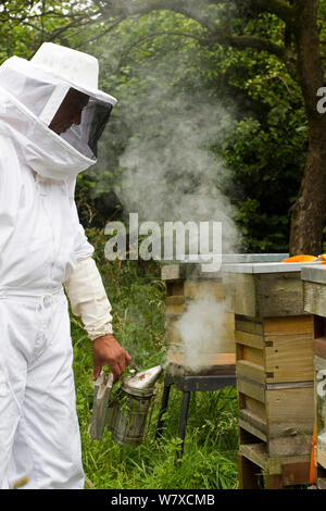 Russell Flynn from Gwent Beekeepers wearing protective bee keeping suit, smoking Honey bee (Apis meliffera) hive, Pontypool, Wales, UK, July 2014.