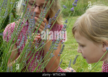 Young girls looking at Lavender (Lavandula sp) flowers planted in school garden to attract bees. Part of the Friends of the Earth national &#39;Bee Friendly&#39; campaign, South Wales, UK, July 2014. Model released. Stock Photo