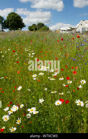 Wildflowers including Poppies (Papaver sp) and Ox eye daisies (Chrysanthemum leucanthemum) planted in community green space to attract bees. Part of a collaboration between Bron Afon community Housing Trust and the Friends of the Earth &#39;Bee Friendly&#39; project. South Wales, UK, July 2014. Stock Photo