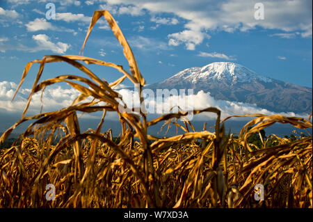 Field of African maize (Zea Mays) below Mount Kilimanjaro, Tanzania, East Africa. August 2010. Stock Photo