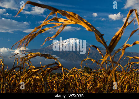 Field of African maize (Zea Mays) below Mount Kilimanjaro, Tanzania, East Africa. August 2010. Stock Photo