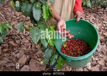 Woman harvesting Coffee (Coffea arabica) cherries, commercial coffee farm, Tanzania, East Africa. Stock Photo