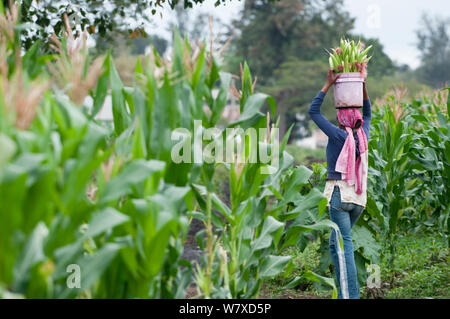 Woman carrying harvested baby Corn (Zea mays) in a bucket on her head. Commercial farm, Tanzania, East Africa. October 2011. Stock Photo