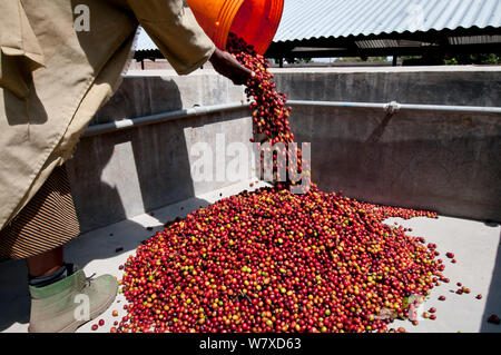 Worker pouring Coffee (Coffea arabica) cherries into pre-pulping tank. Commercial coffee farm, Tanzania, East Africa. Stock Photo