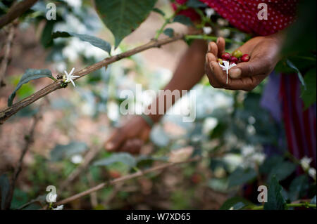 Woman harvesting Coffee (Coffea arabica) cherries, commercial coffee farm, Tanzania, East Africa. Stock Photo