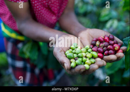 Woman holding harvested Coffee (Coffea arabica) cherries, commercial coffee farm, Tanzania, East Africa. Stock Photo