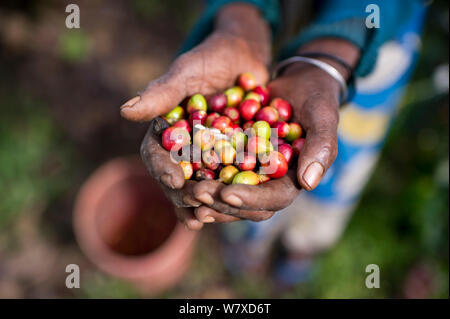 An elderly woman holding Coffee (Coffea arabica) cherries she has harvested. Commercial coffee farm, Tanzania, East Africa. Stock Photo