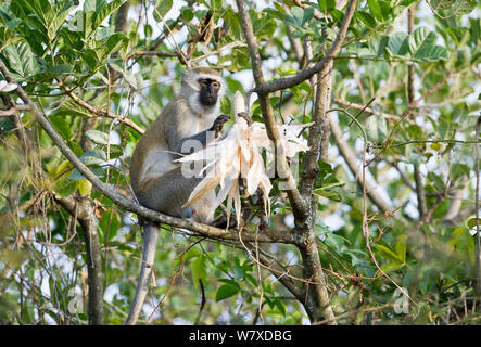 Vervet monkey (Chlorocebus pygerythrus) eating Maize (Zea mays) corn on the cob. Commercial farm, Tanzania, East Africa. Farm workers are employed to scare the monkeys away from the crops, but some monkeys are successful at grabbing a cob or two. Stock Photo